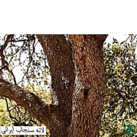 گونه سنجاب ایرانی Sciurus anomalus